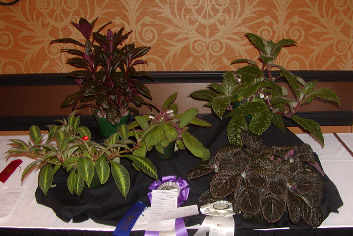 Nautilocalyx collection