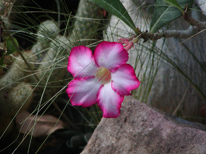 Adenium obesum flower