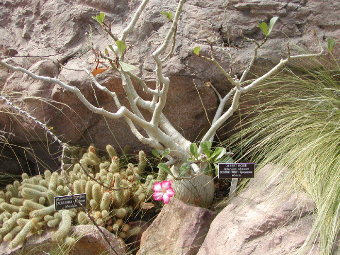 Adenium obesum