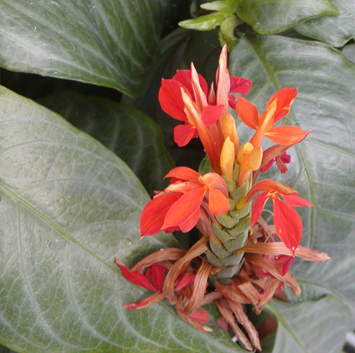 Aphelandra schiedeana