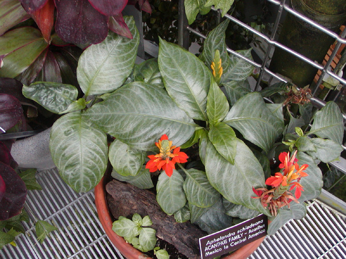 Aphelandra schiedeana