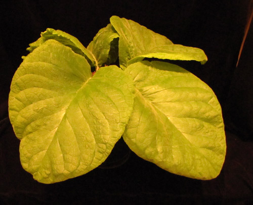 defoliata: whole plant