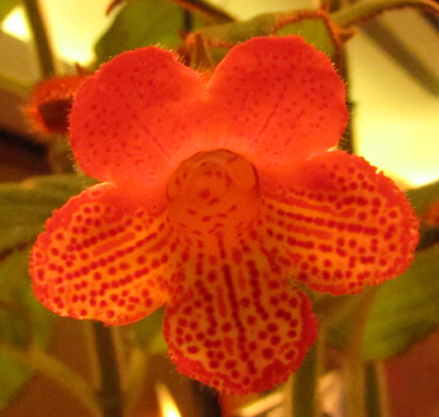 Kohleria coccinea