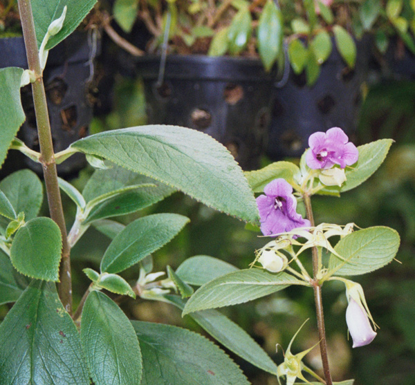 gracilis: flowers