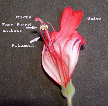 Floral anatomy