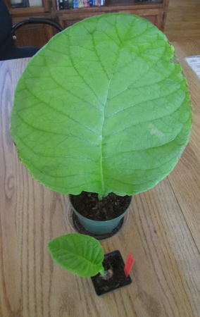 defoliata: mother and child