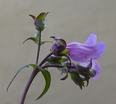 Cyme of Penstemon tenuis