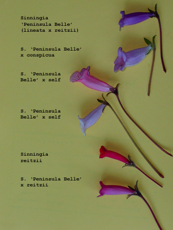 Sinningia flowers