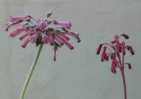 Arenicola vs Desafinado: flowers