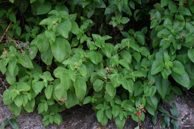 aggregata in habitat