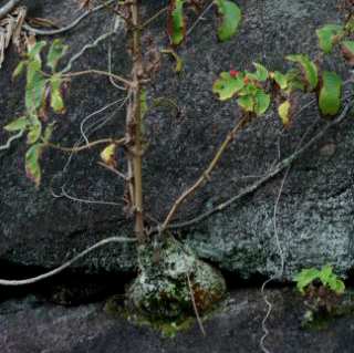 aggregata tuber in habitat