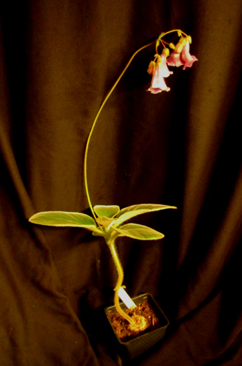 aghensis plant