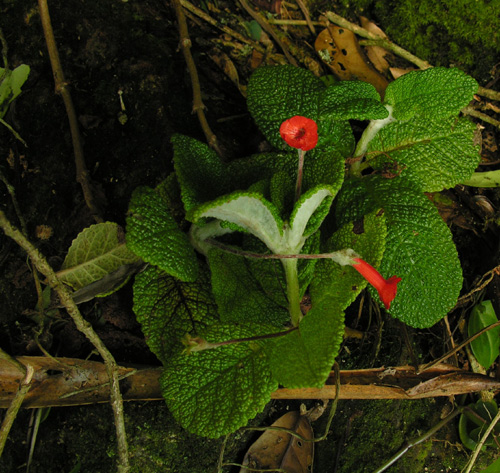 bullata