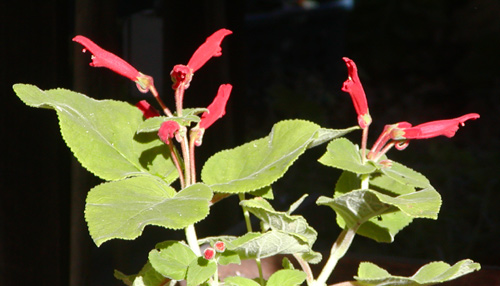 Sinningia cardinalis