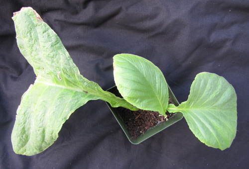 rooted defoliata cutting