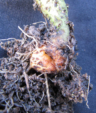 rooted defoliata cutting