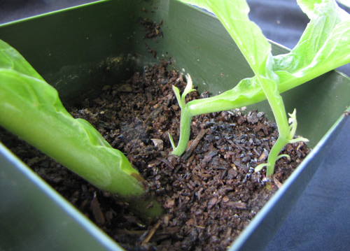 defoliata shoots