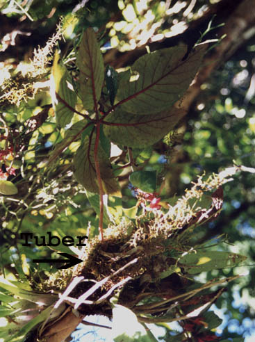 douglasii: in habitat