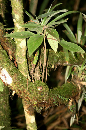 douglasii: in habitat