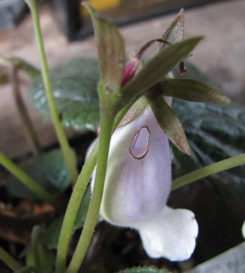 damaged saltao flower