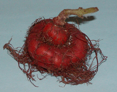 globulosa: tuber