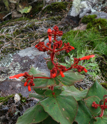 magnifica in habitat