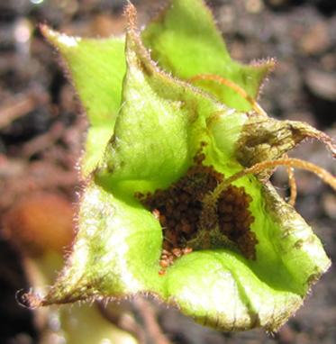 macrophylla splash cup