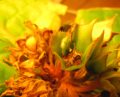macrophylla splash cup