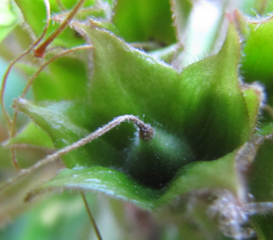 macrophylla fruit