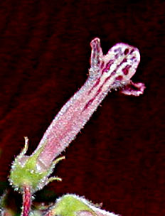 Sinningia nivalis flower