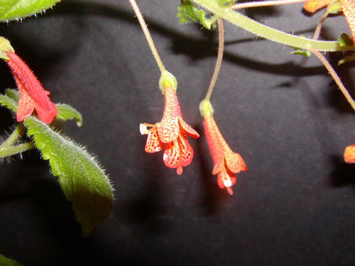 Sinningia nordestina