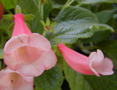 Sinningia Pink eumorpha