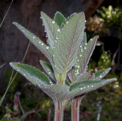 Sinningia sceptrum