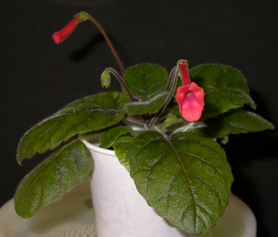 pusilla x bullata