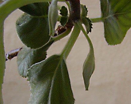 Vanhouttea brueggeri: flowerbud