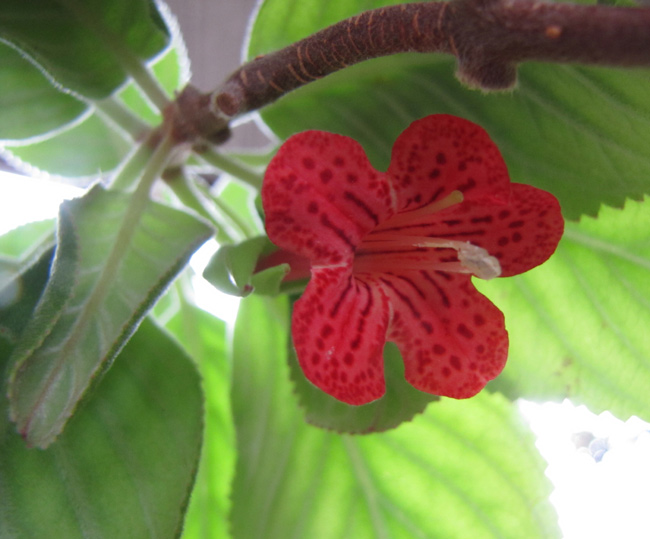 Vanhouttea brueggeri: flower