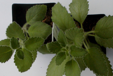 V. brueggeri: seedlings