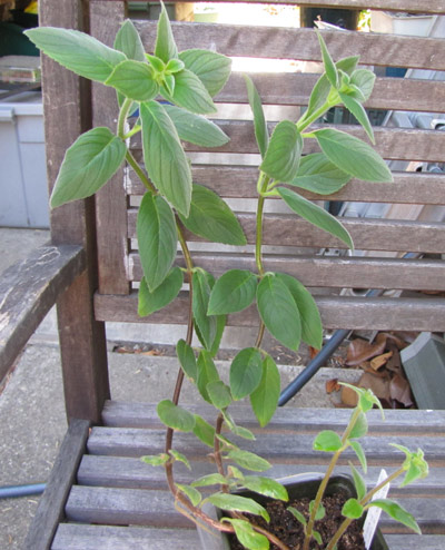gracilis: plant