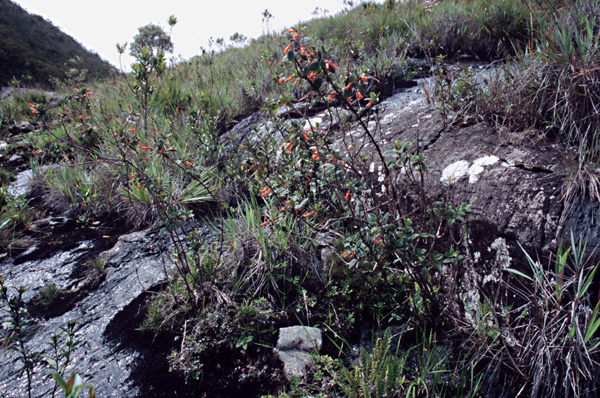 V. leonii in habitat