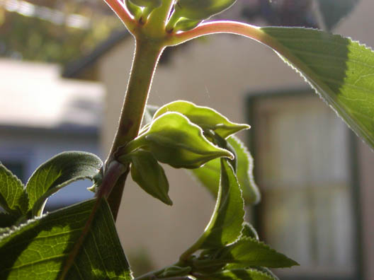 Paliavana tenuiflora