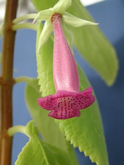 V. lanata x P. tenuiflora