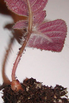 Aghensis: young tuber