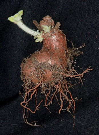 Cardinalis: tuber