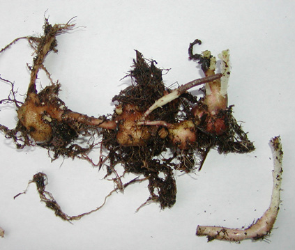 Sinningia curtiflora tubers