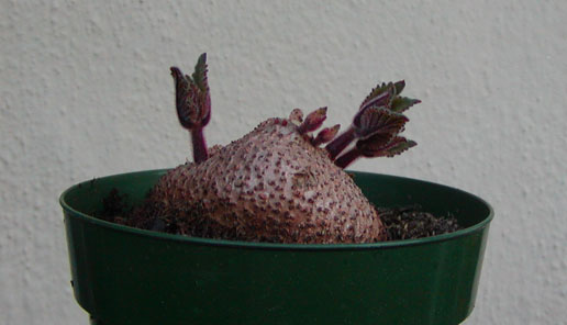 ramboi tuber