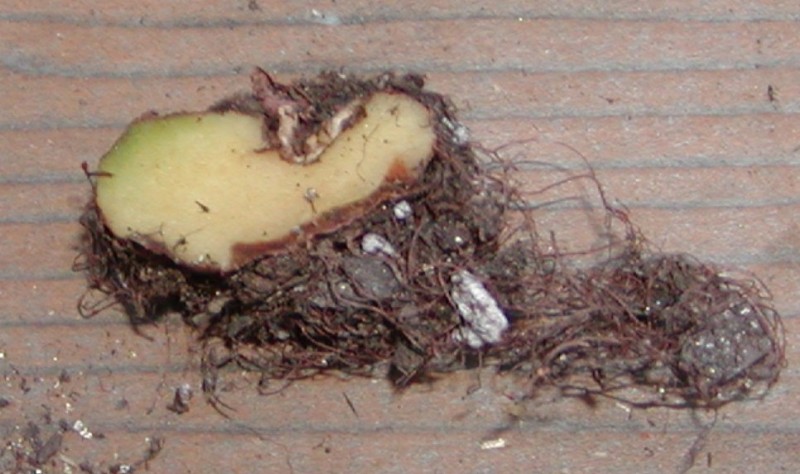 hirsuta tuber