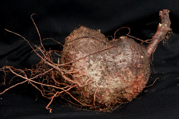 Sinningia sellovii tuber