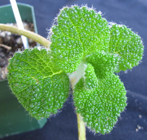 bullata